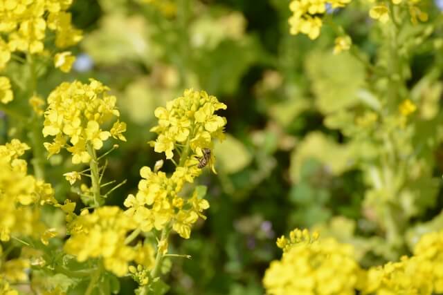 カメムシの卵が洗濯物に 駆除から生態まで色々調べてみた ふたばのひなた